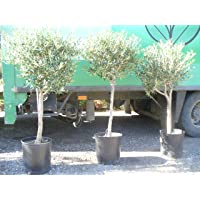 Árbol de Olivo- tronco gordo (Olea europaea) aprox. 140 cm - 160 cm-